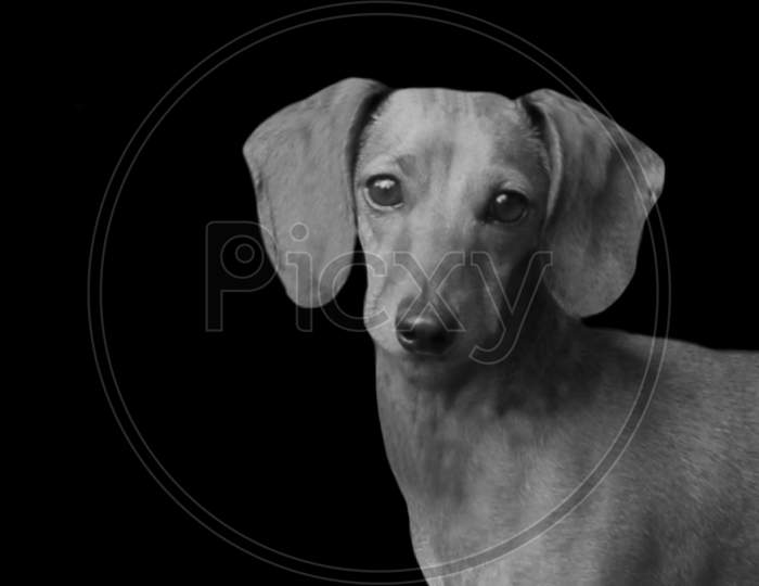 Cute Black And White Dachshund Dog Face In The Black Background