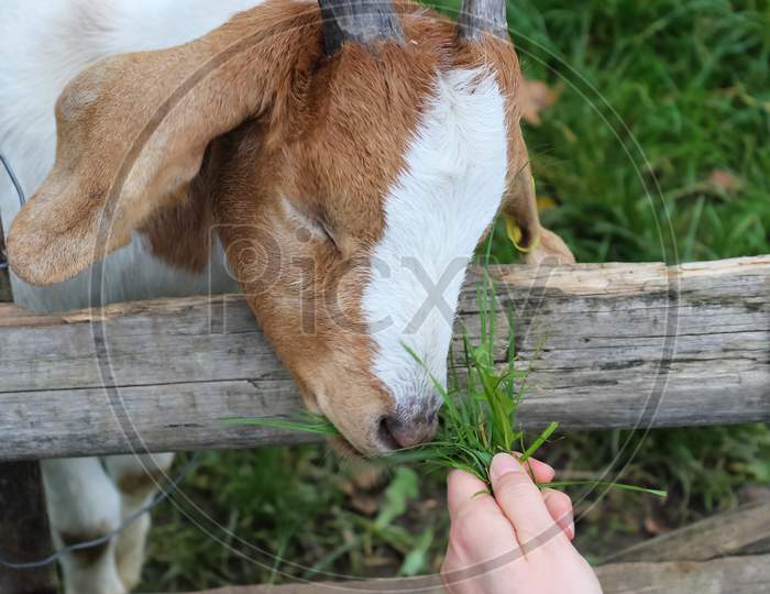 Close Up Of Goat Being Fed With Grass.