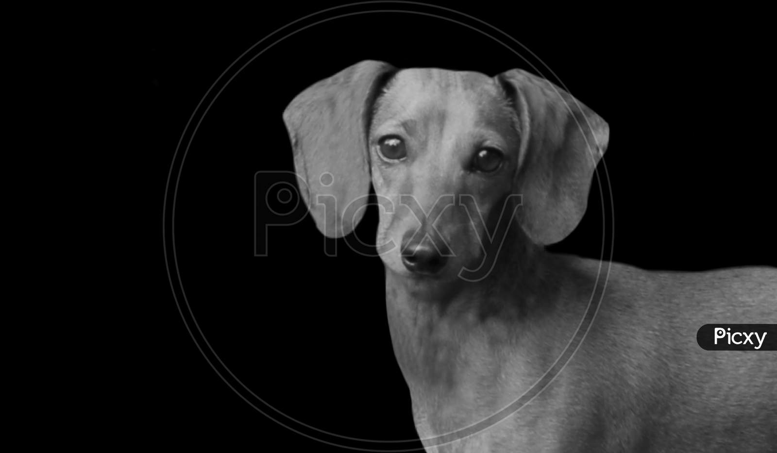 Cute Black And White Dachshund Dog Face In The Black Background