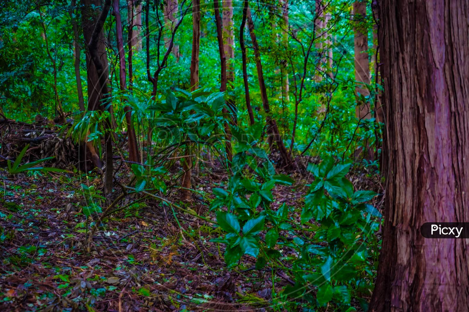 Image of Image Of The Forest Of The Forest Park Of Yamato