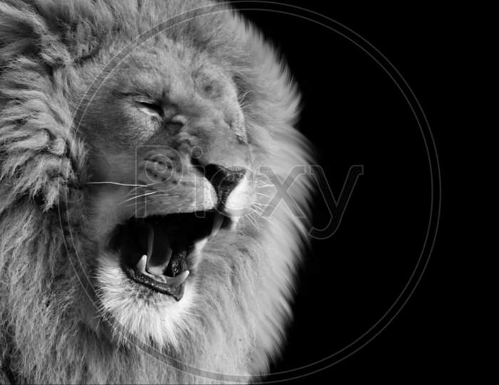 Angry Black And White Lion Roaring In The Black Background