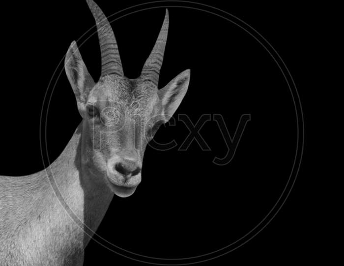Cute Alpine Ibex Goat In The Black Background