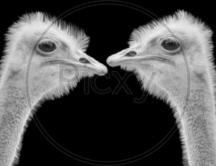 Two Ostrich Head In The Dark Background