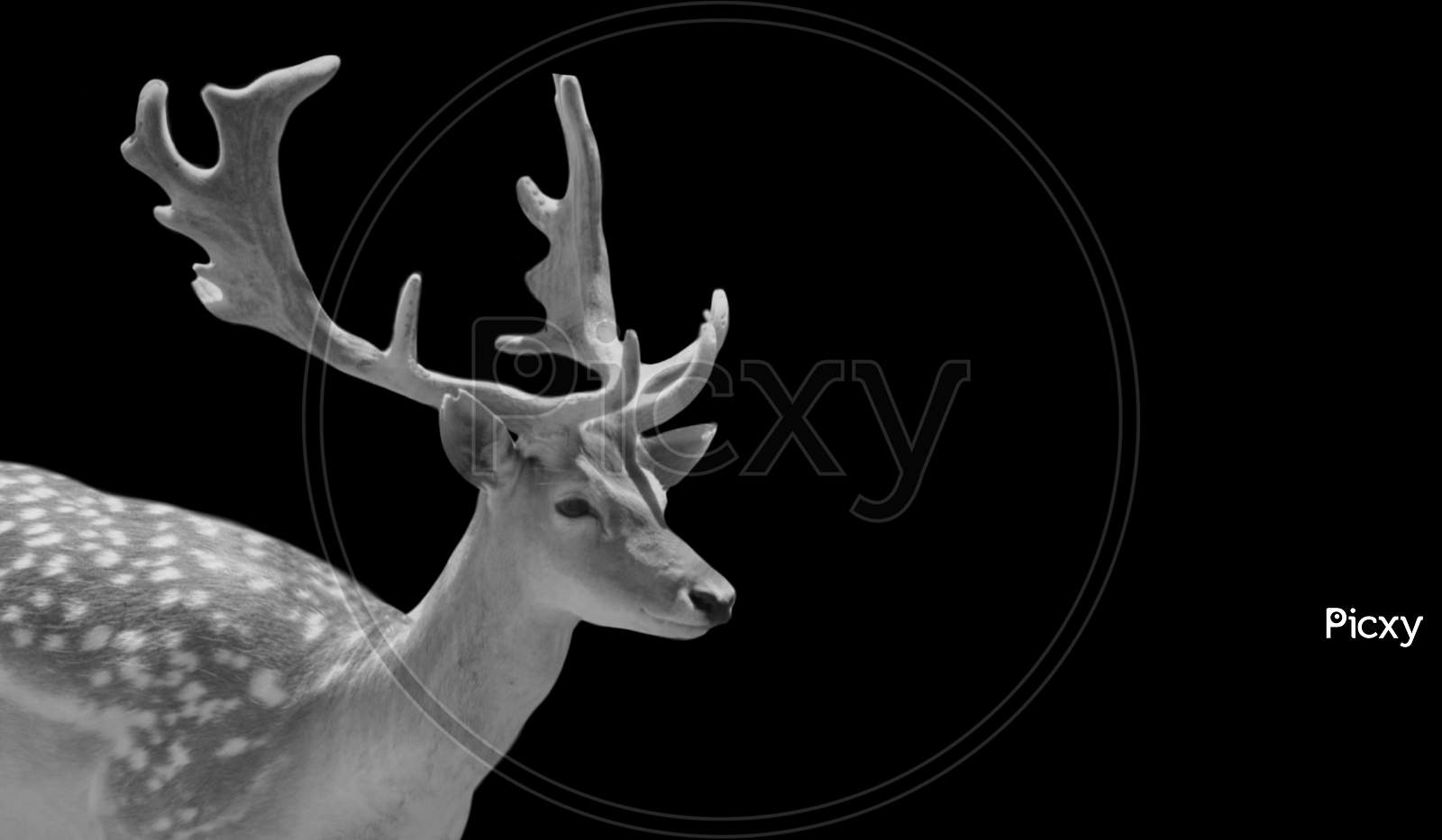 Black And White Deer With Big Antlers Portrait In The Black Background