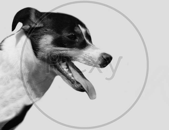 Cute Rat Terrier Dog Face In The Black Background