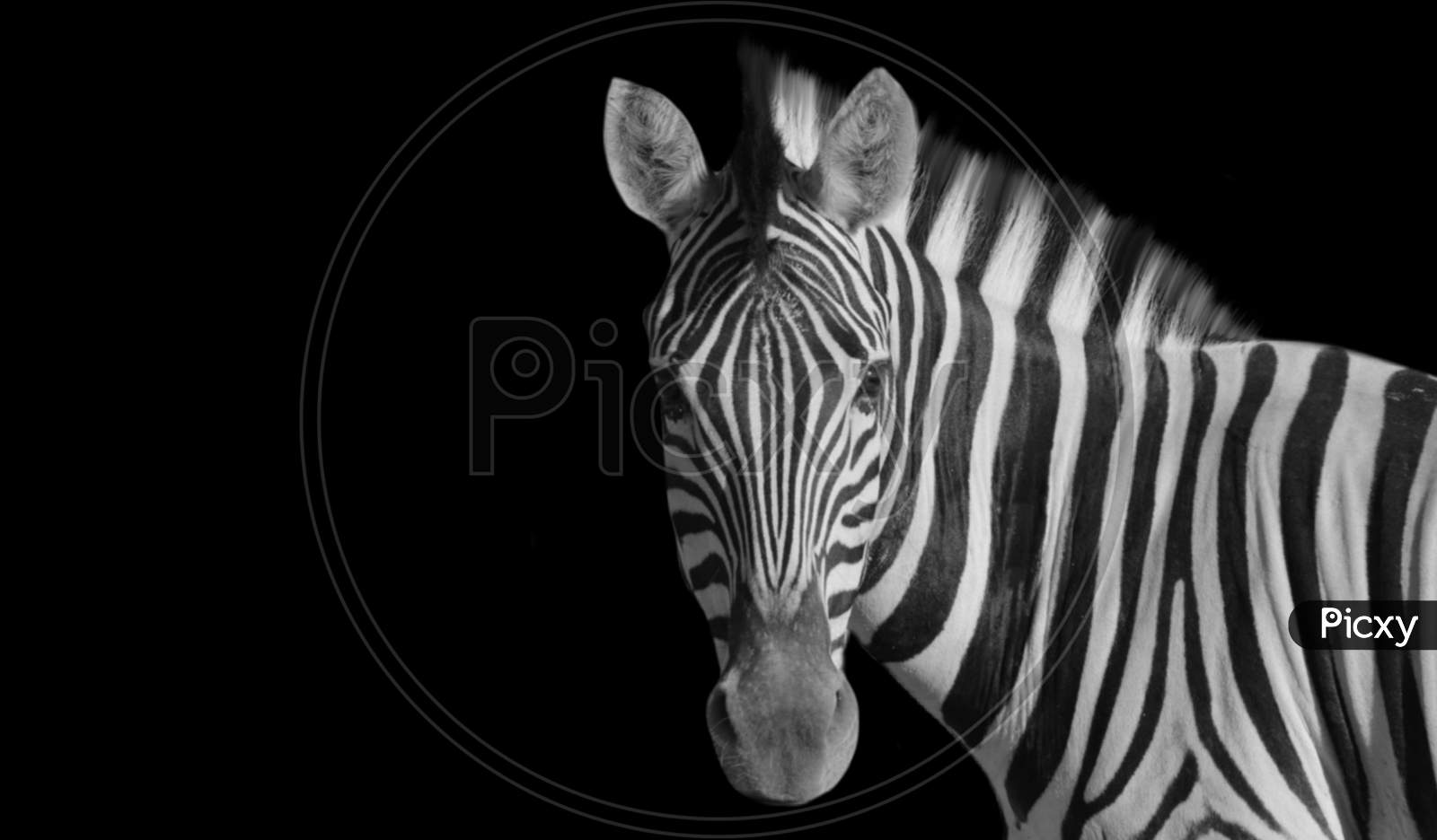 Cute Zebra Portrait In The Black Background