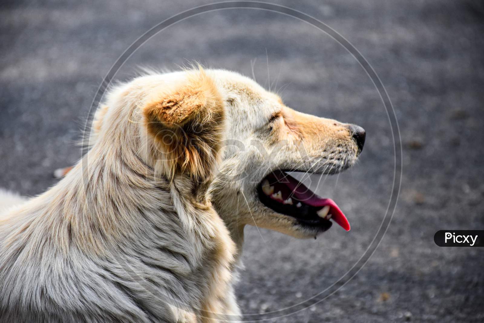 Close Up View Of Street Dog,With Visible Teeth