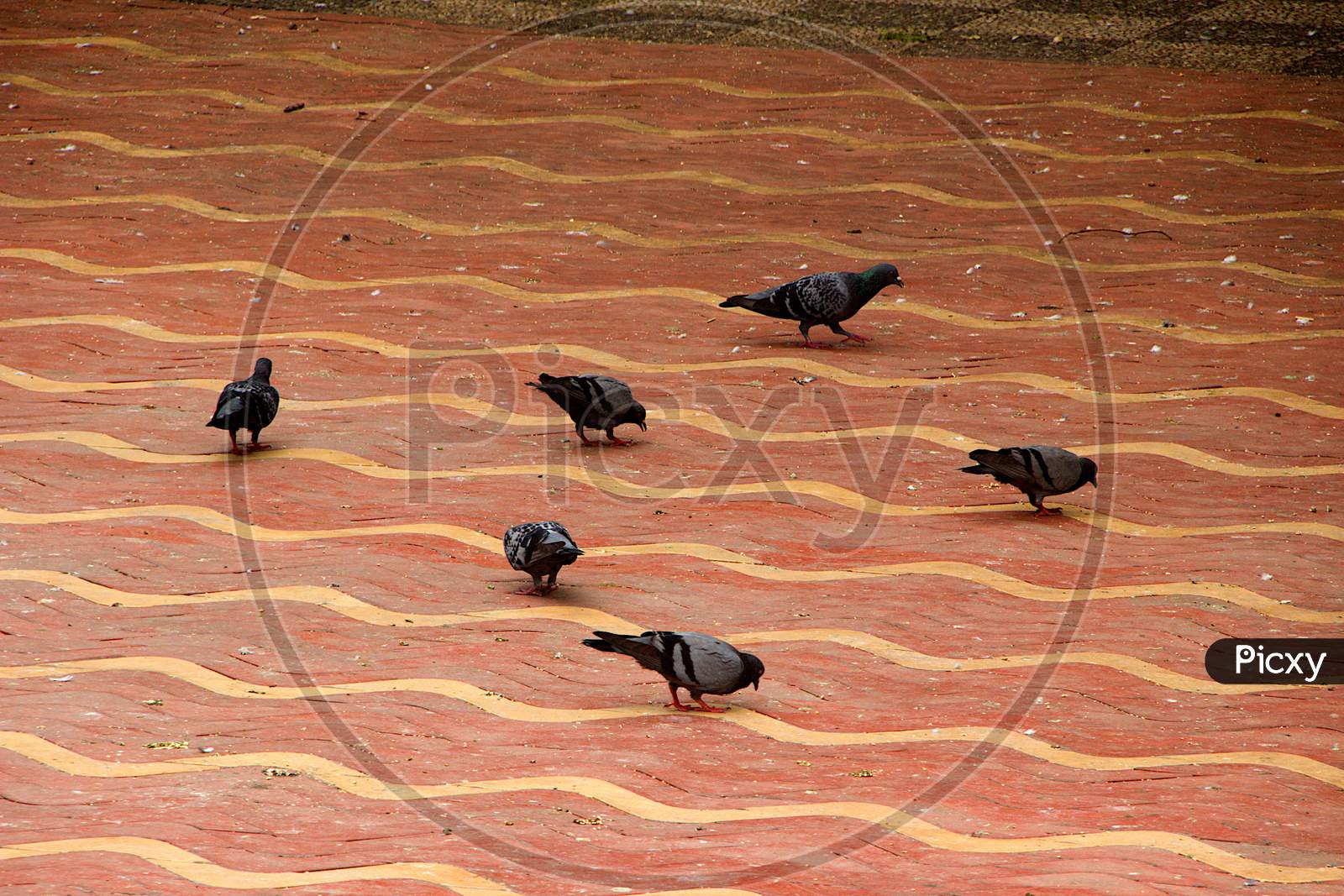 Pigeons Picking Grains On Floor