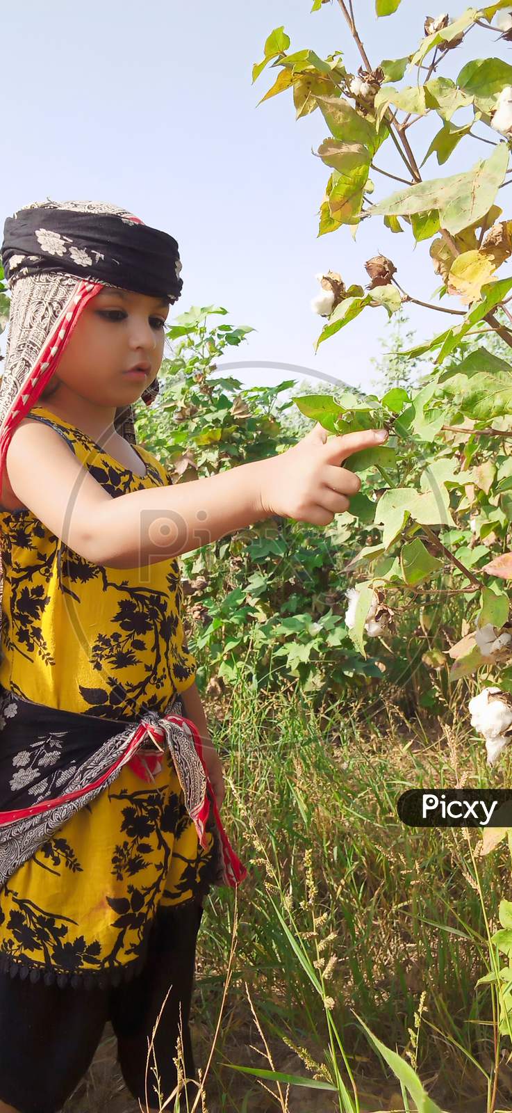 Beautiful Pakistani Little Girl Picking Cotton In Field With Cultural Dress Green Environment