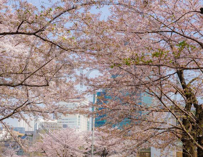 Cherry Blossoms In Tokyo Midtown
