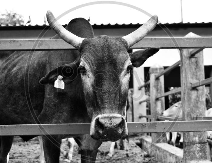Close Up Of A Head Cow With Ear Tag With Horns , Stuck In Fence.