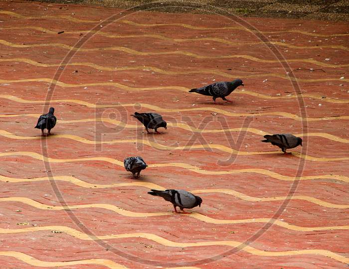 Pigeons Picking Grains On Floor