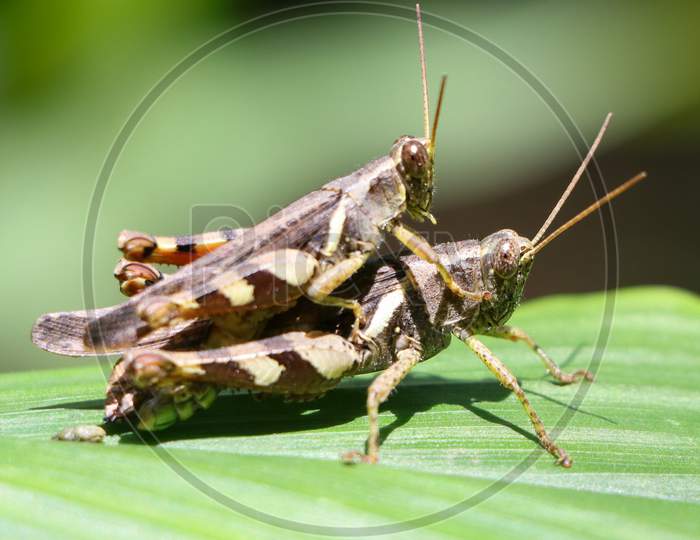 two brown grasshopper's mating