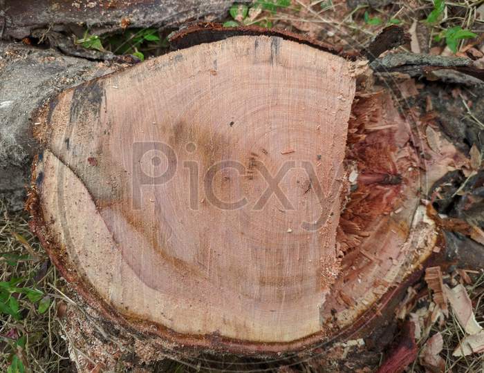 Beautiful Circle Texture On Tree Stump