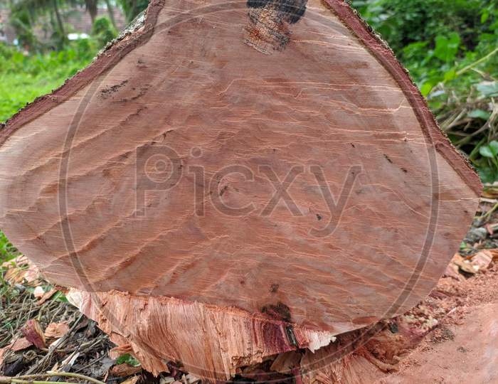 Beautiful Circle Texture On Tree Stump