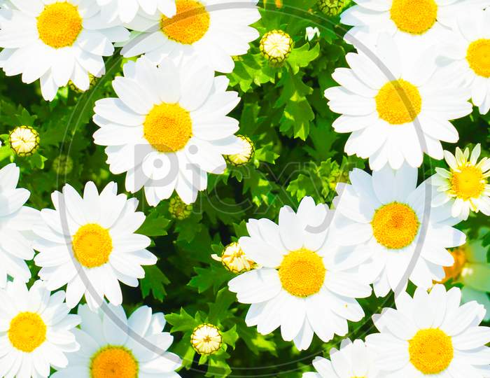 Colorful Chamomile Of The Image (For Wallpaper)