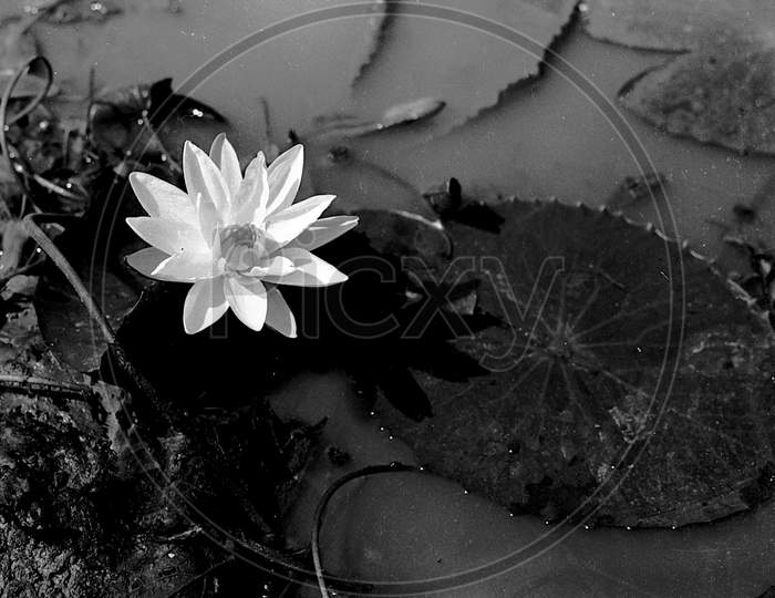 Lone White Lotus Flower