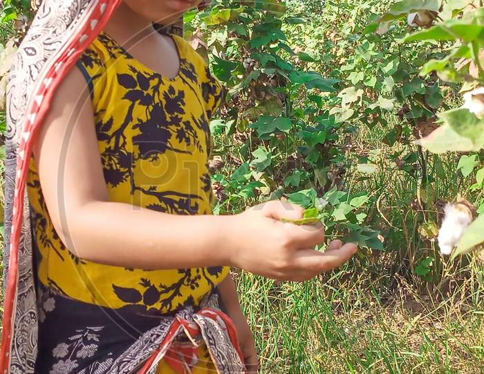 Beautiful Pakistani Little Girl Picking Cotton In Field With Cultural Dress Green Environment