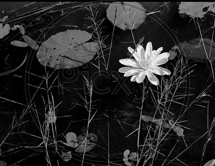 White Lily And Floating Leaves
