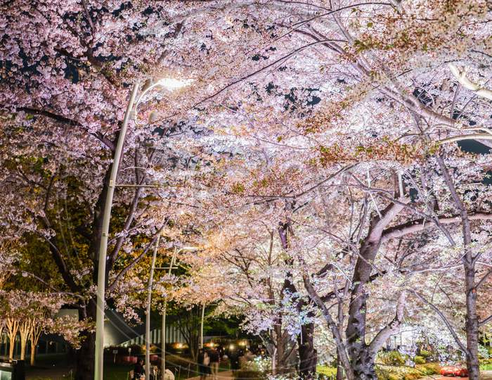 Cherry Blossoms In Tokyo Midtown