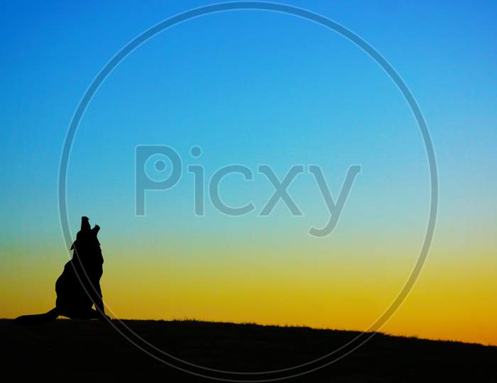 Silhouette Of A Dog Standing On The Evening Of The Hill