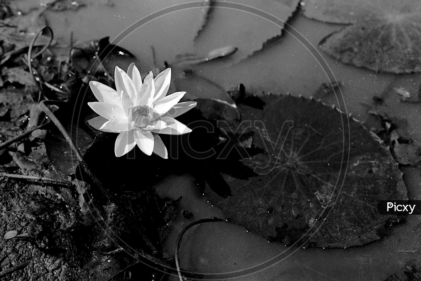 Lone White Lotus Flower