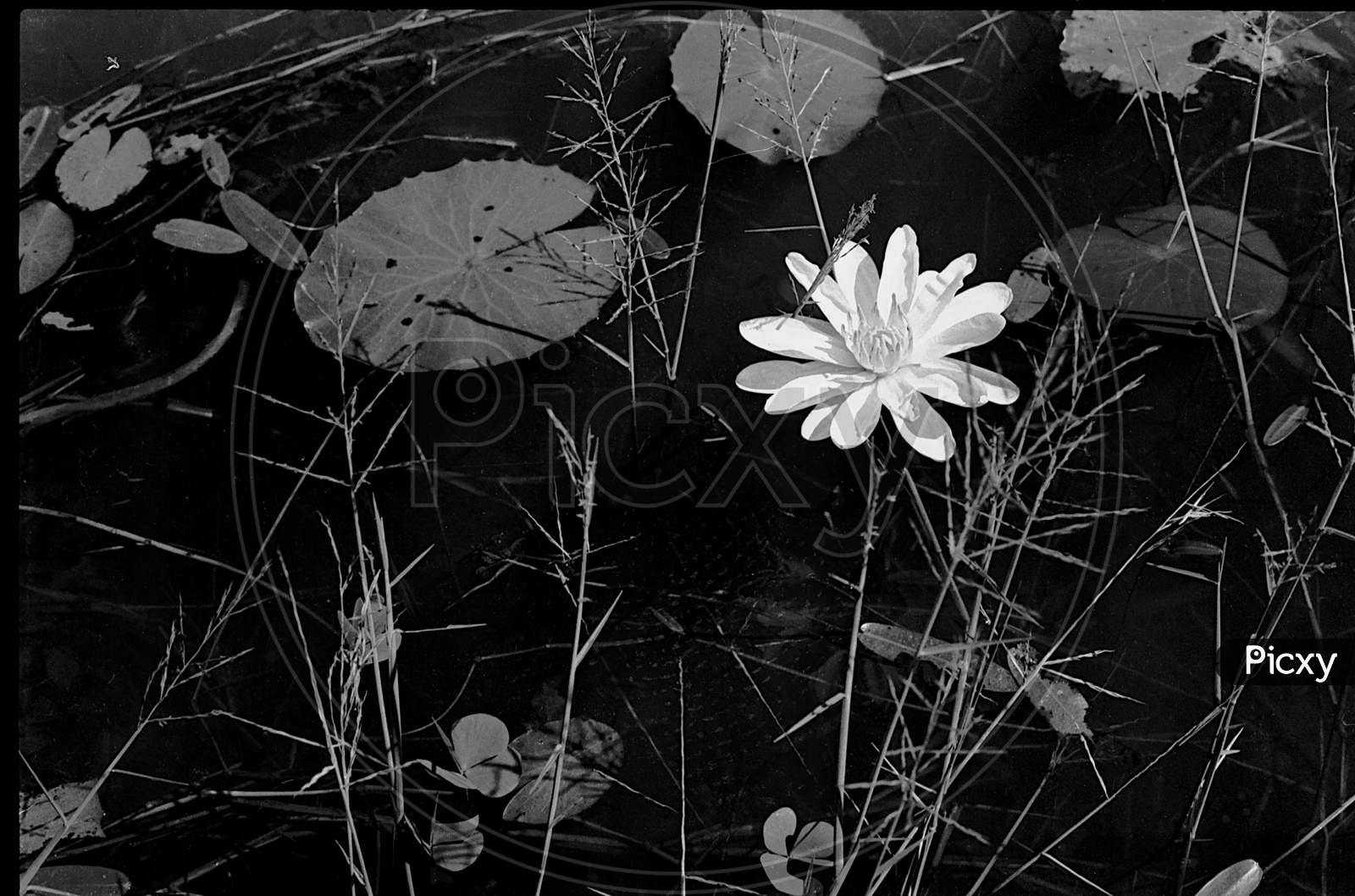 White Lily And Floating Leaves
