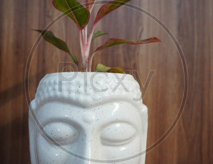 indoor plant in ceramic pot