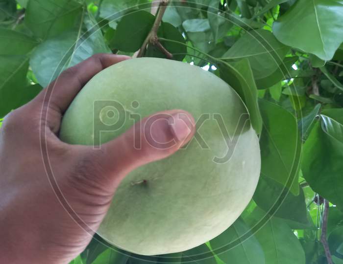 image-of-wood-apple-an436710-picxy