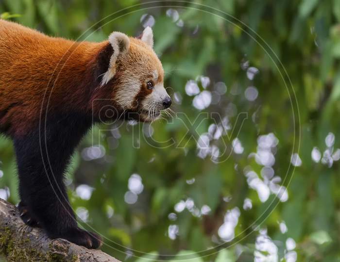 the great and beautiful Red Panda