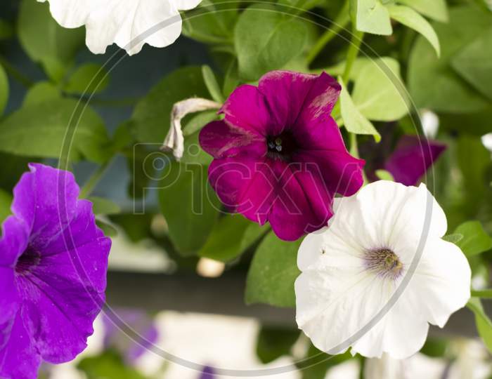 Different Color Petunia Flowers And Plant In Garden. Selective Focus