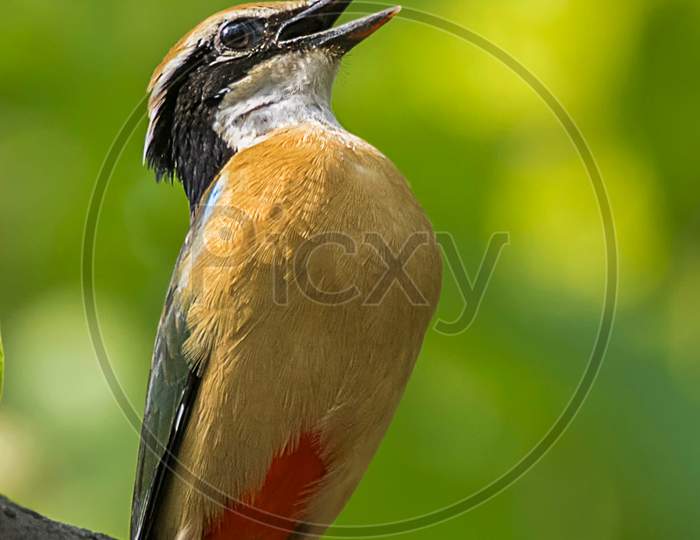a bird with nine colour the Indian pitta signature calling posture