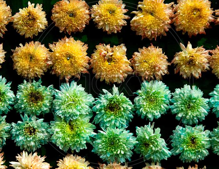 Array Of Chrysanthemum Flowers