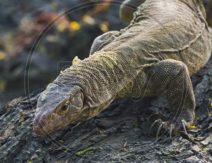 water monitor lizard of Bharatpur  Keoladeo Ghana
