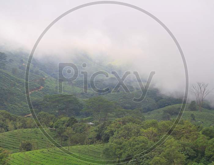 Foggy Tea Plantation