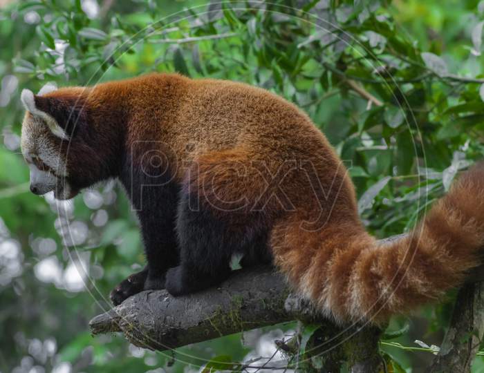 the great and beautiful Red Panda