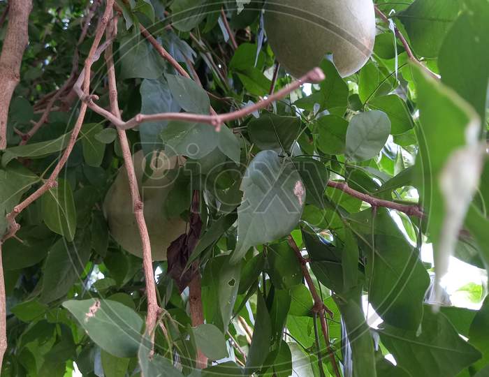 image-of-wood-apple-an436710-picxy