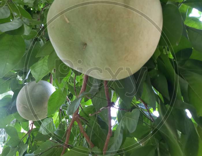 image-of-wood-apple-an436710-picxy