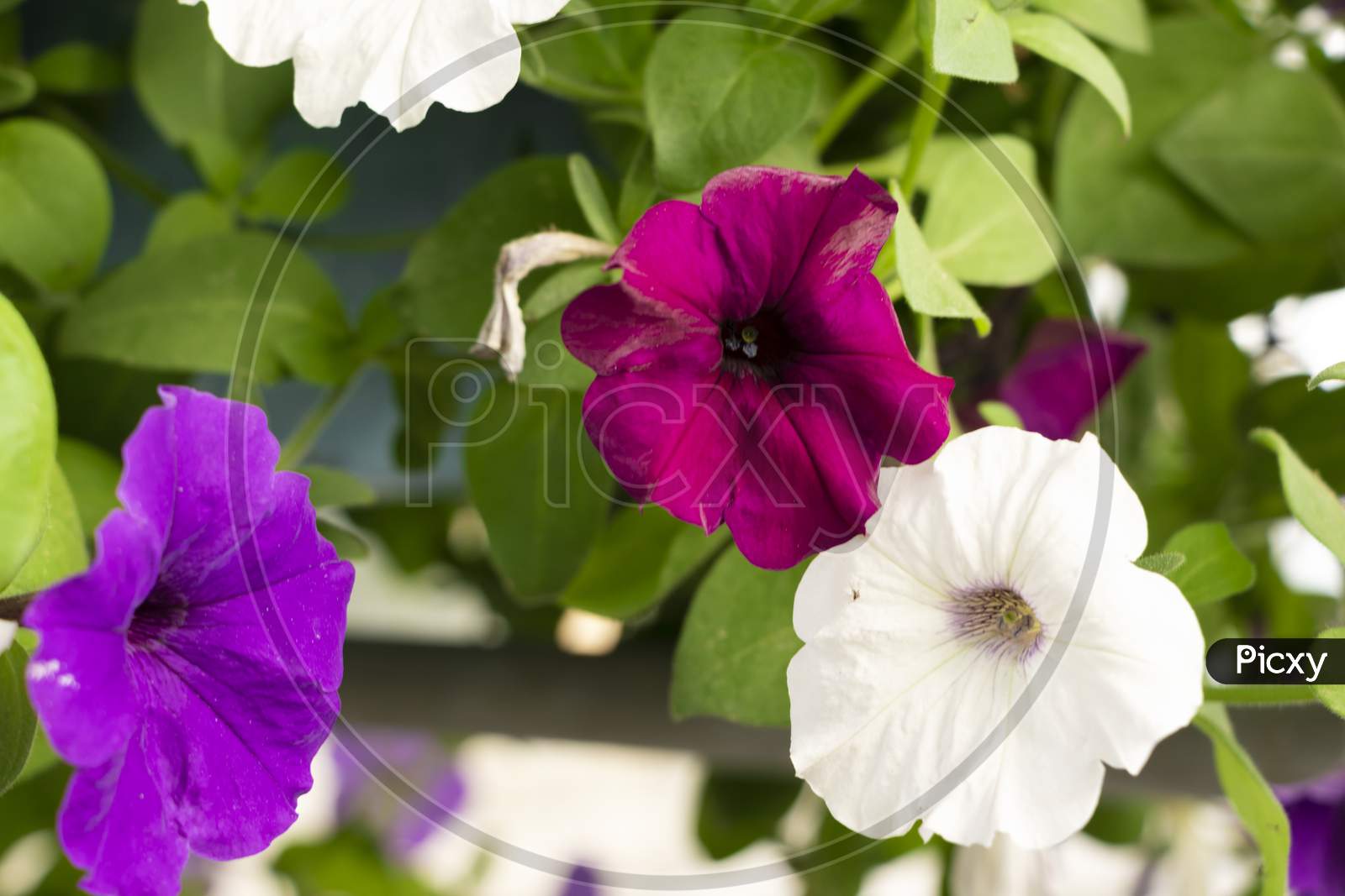 Different Color Petunia Flowers And Plant In Garden. Selective Focus