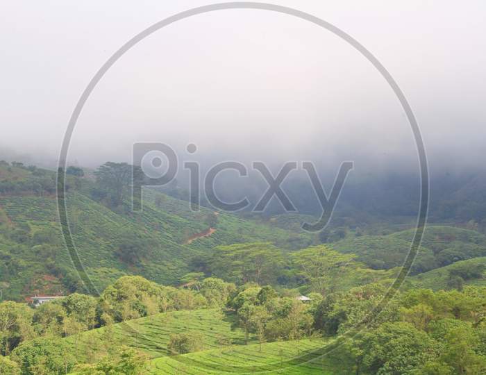 Foggy Tea Plantation