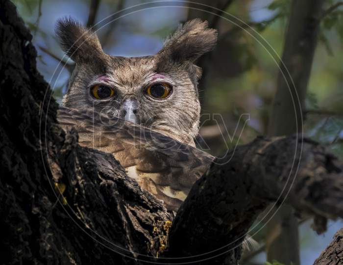 Dusky eagle owl of Bharatpur Bird sanctuary India