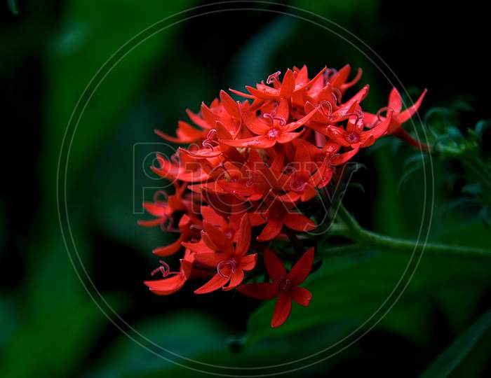 Bunch Of Red Ixora Flowers