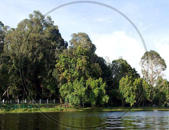 Trees And Lake At Kodaikanal