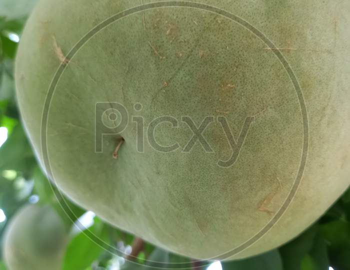 image-of-wood-apple-an436710-picxy