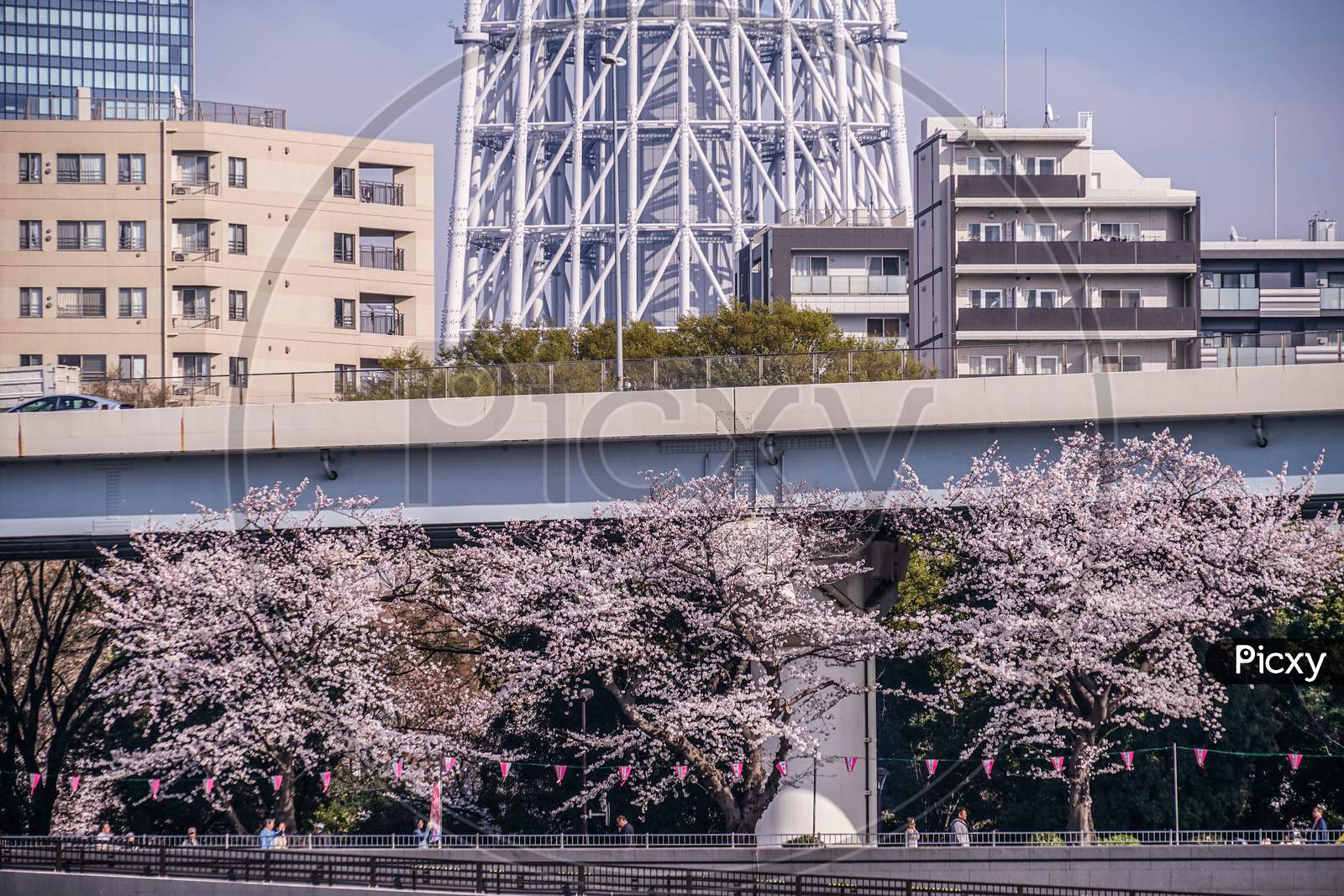Sakida Park Cherry Blossoms And Sky Tree