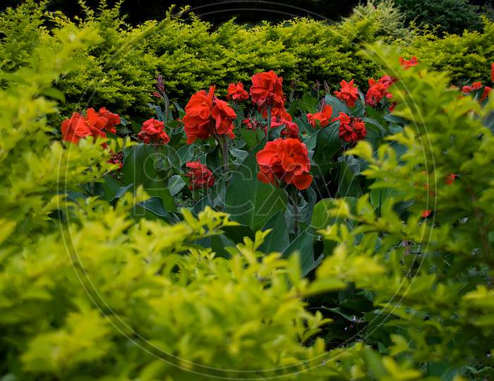 Plants Of Red Canna Lilies