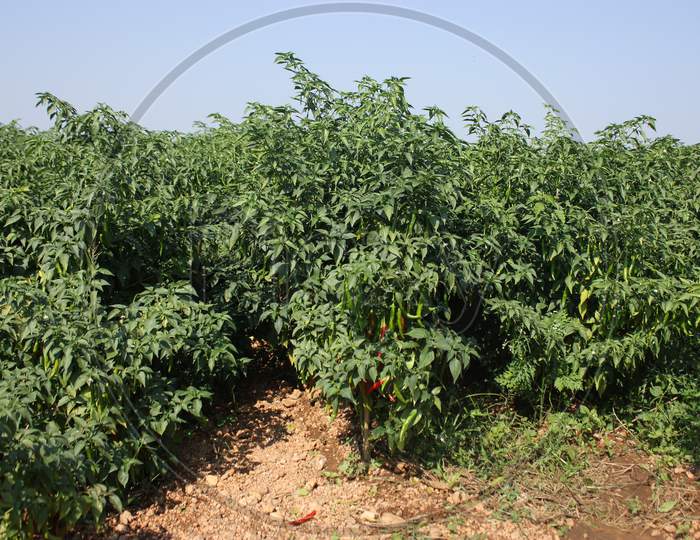 Fresh Red and Green chillies growing in agricultural field of Andhra Pradesh ,India