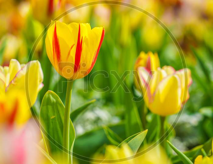 Tulip Image
