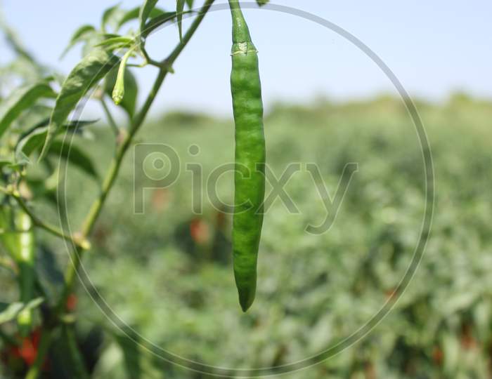 growing chili peppers. Close up