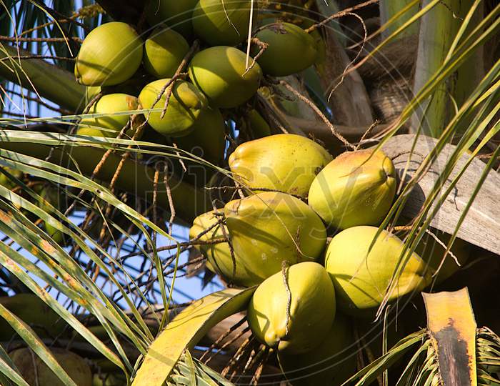 Bunch Of Coconuts On Tree Top